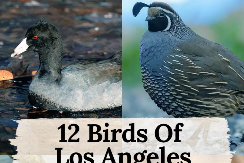 Birds Of Los Angeles