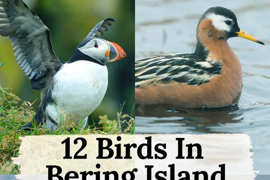 birds in Bering Island