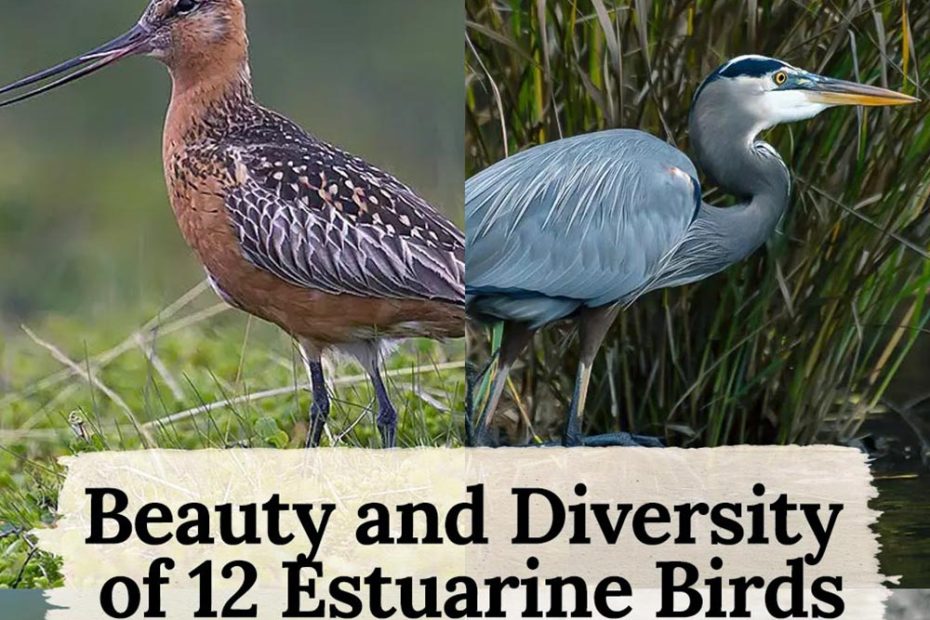 birds in estuaries