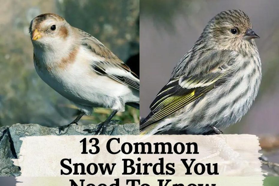 13 birds in snow