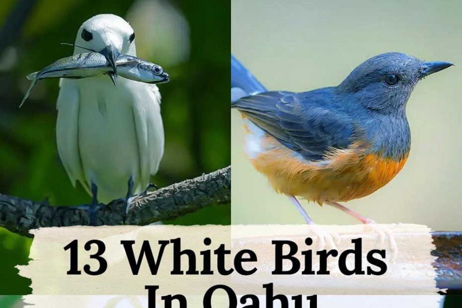 white birds in oahu