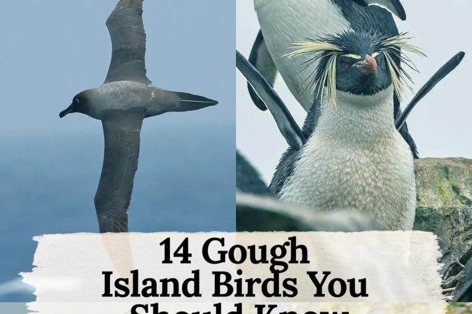 14 birds in Gough Island