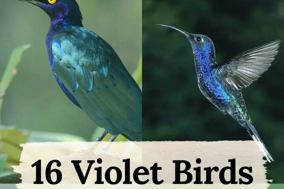 Violet Birds