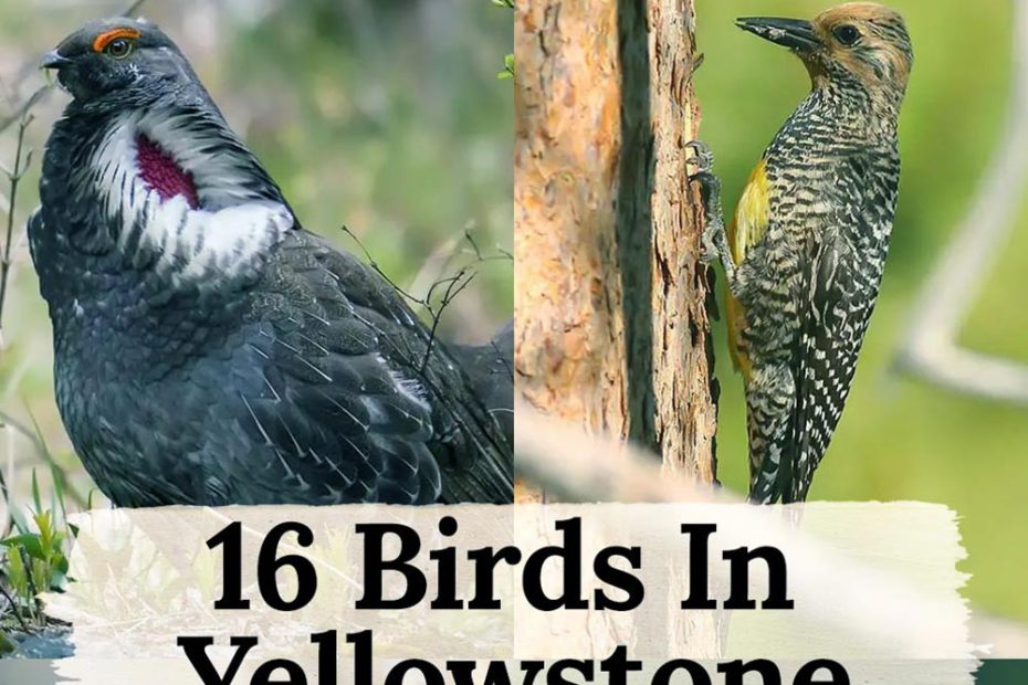 birds in yellowstone