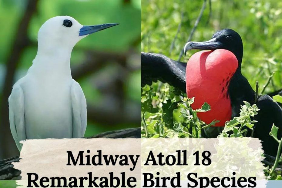 birds in Midway Atoll