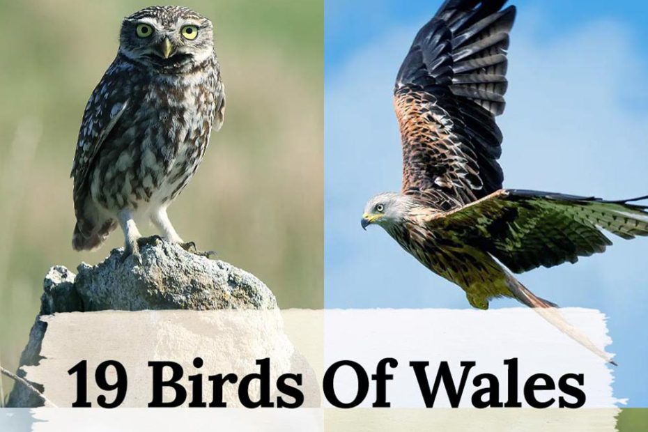 19 birds in Wales