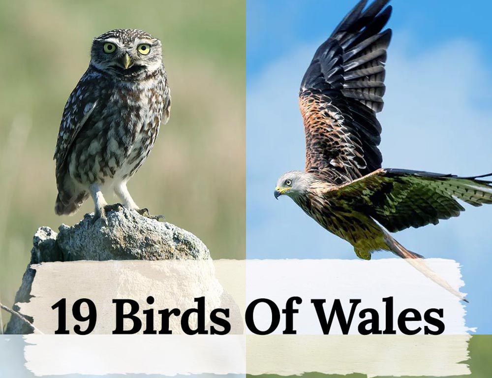 19 Birds Of Wales Exploring Diverse Habitats And Conservation Efforts