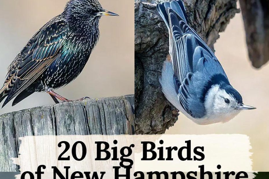 20 Big Birds of New Hampshire