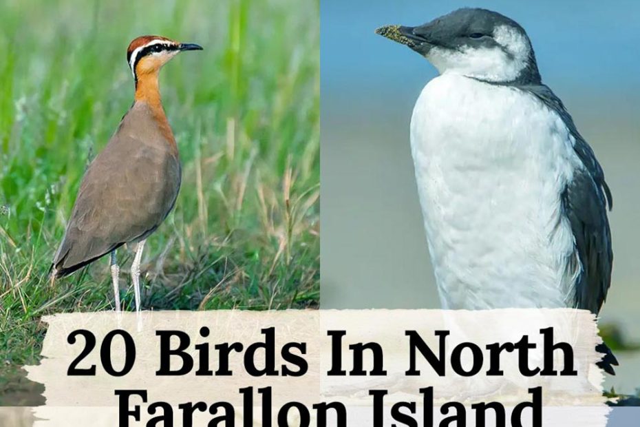 birds in North Farallon Island