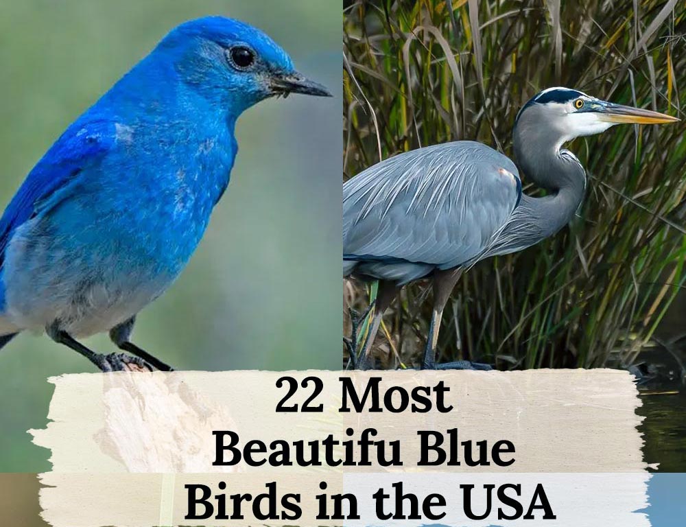 A Guide to the 22 Most Beautiful and Amazing Blue Birds You Can Find in ...