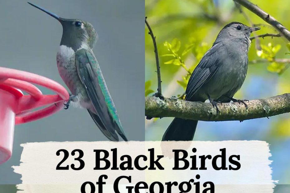 23 black birds in georgia