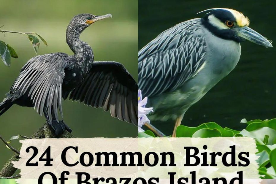 Birds in Brazos Island