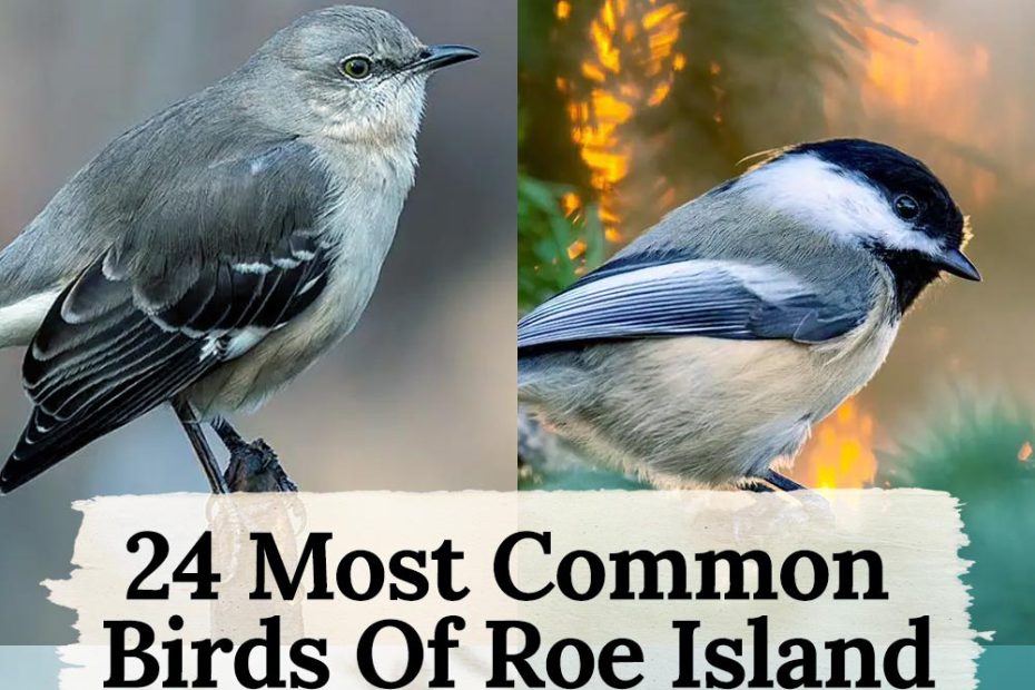 24 birds in Roe Island