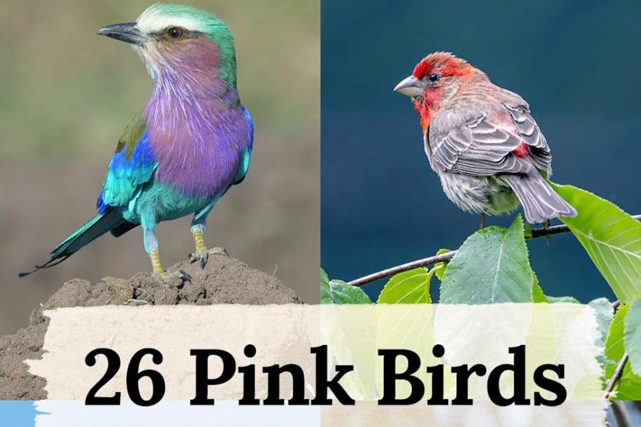 Pink Birds