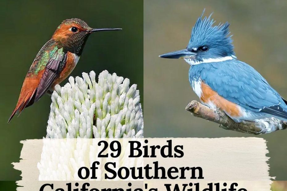 29 birds in southern california