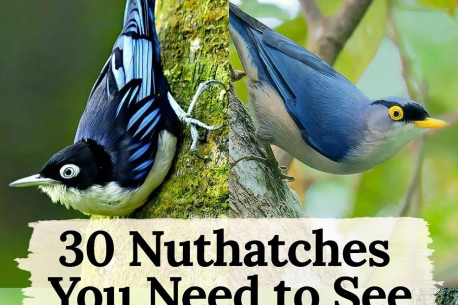 Nuthatches Species