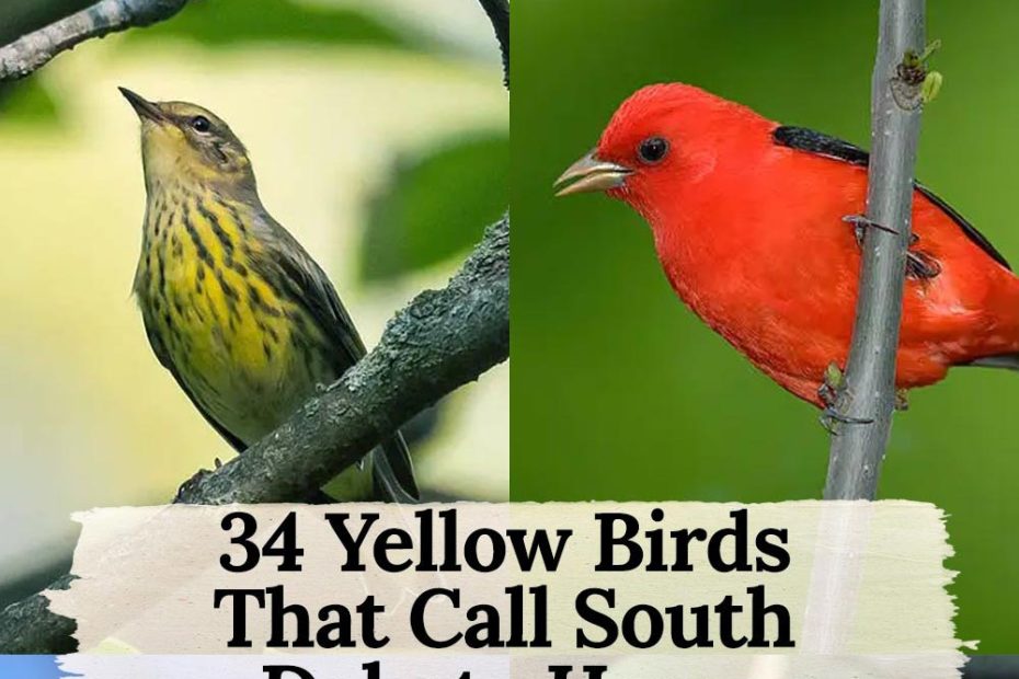 yellow birds in South Dakota