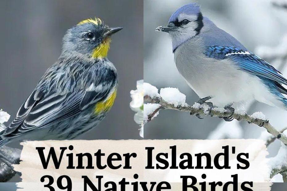 39 birds in Winter Island