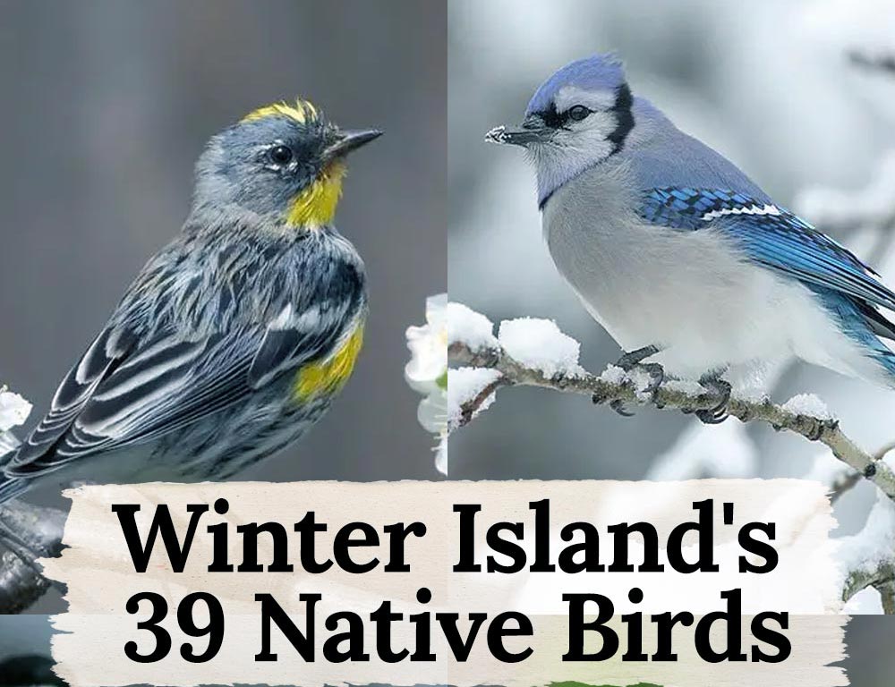 Winter Island's 39 Native Birds: A Checklist for Bird Lovers - The ...