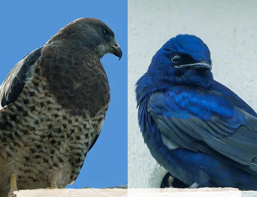 4 of the Most Beautiful and Unique Birds in Sacramento California - The