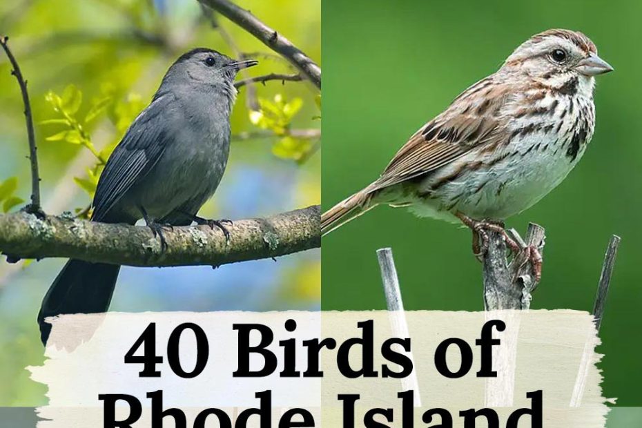 Birds Of Rhode Island