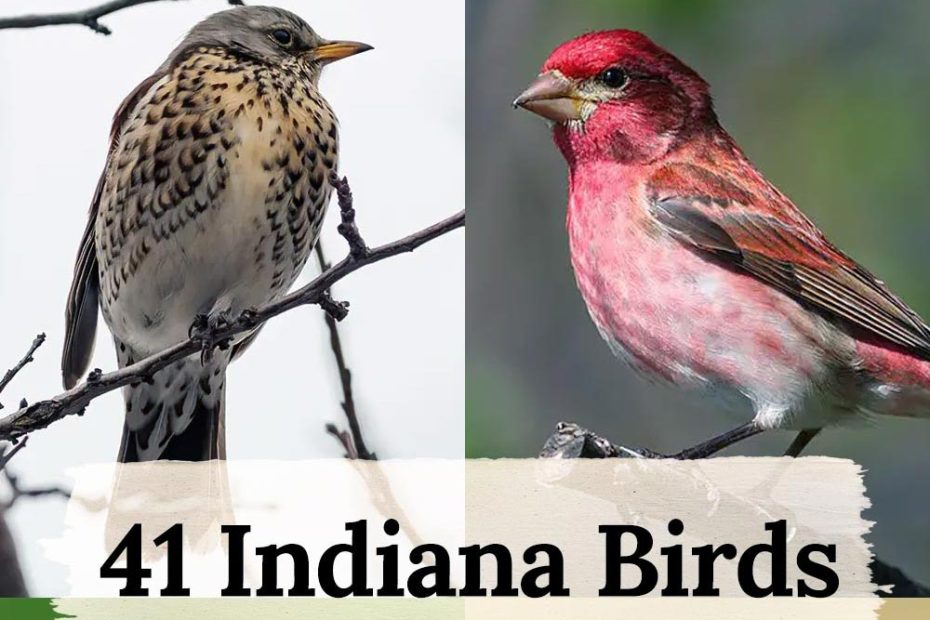 birds of indiana