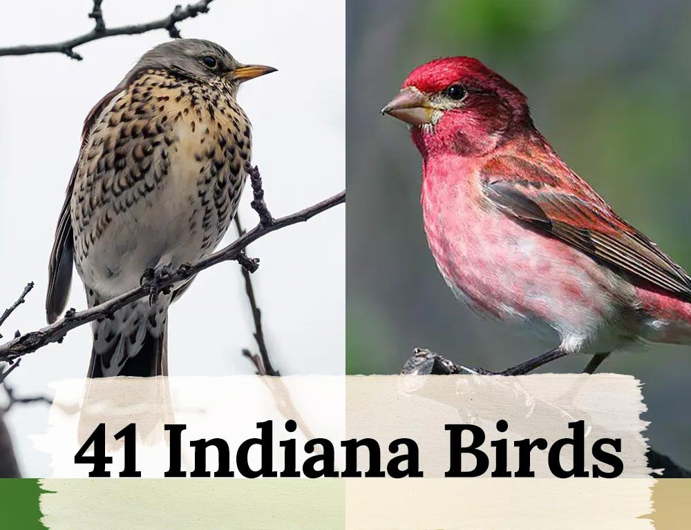 41 Indiana Birds and Their Amazing Adaptations, Behaviors and