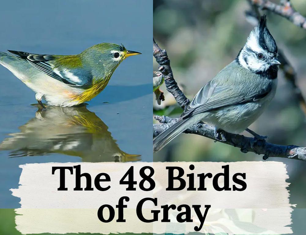 The 48 Birds of Gray A Photographic Showcase of Their Beauty and Charm