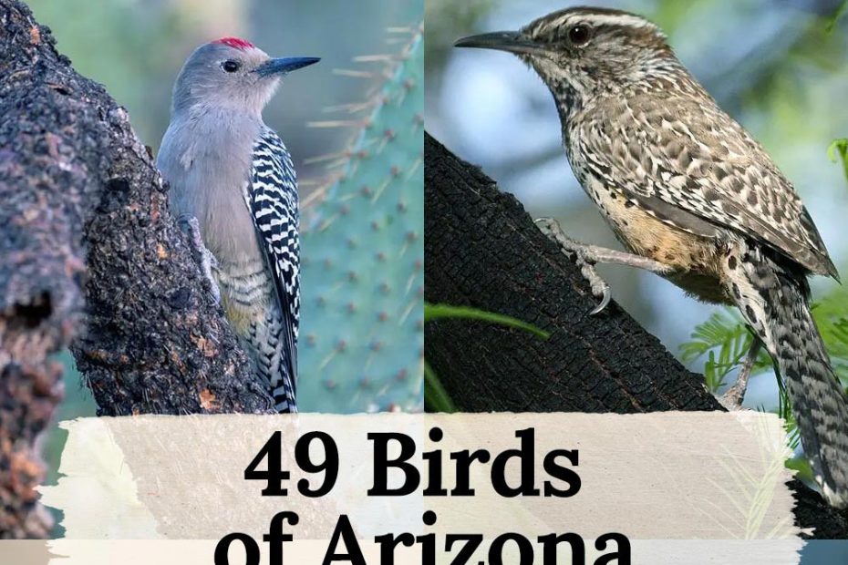 49 Birds Of Arizona