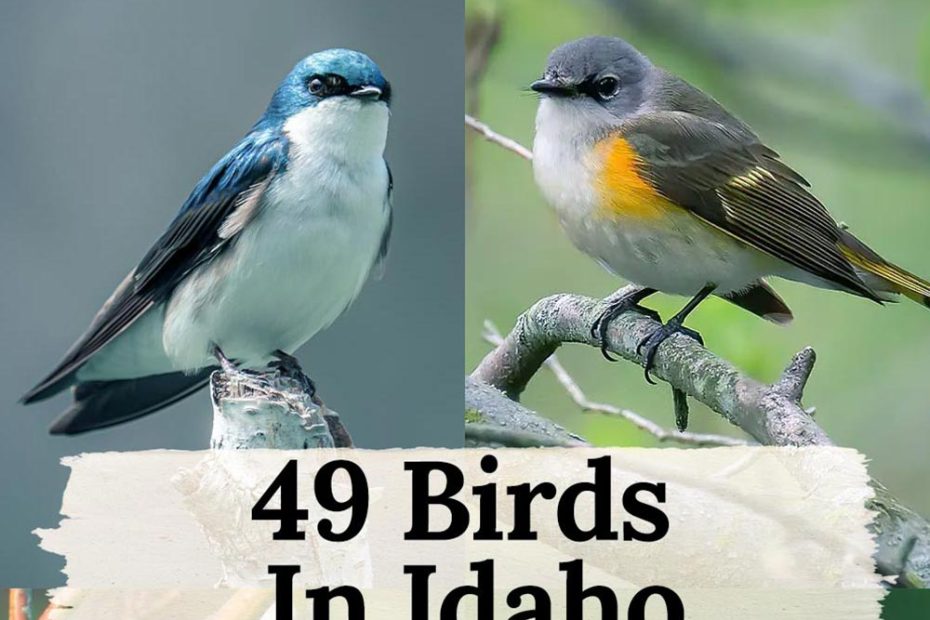 Birds Of Idaho