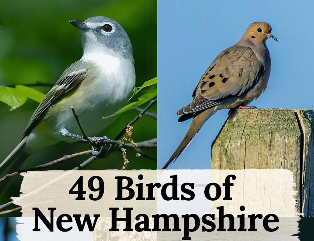 49 Birds of New Hampshire A Photographic Journey The Worlds Rarest Birds