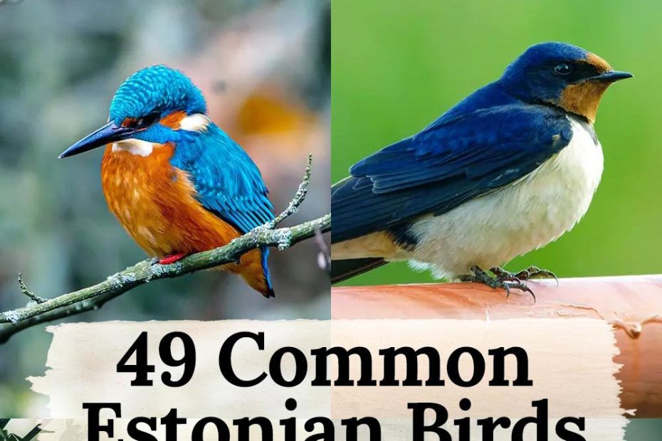 Estonia birds