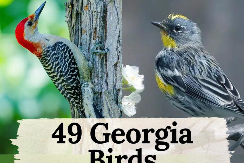 49 Georgia Birds