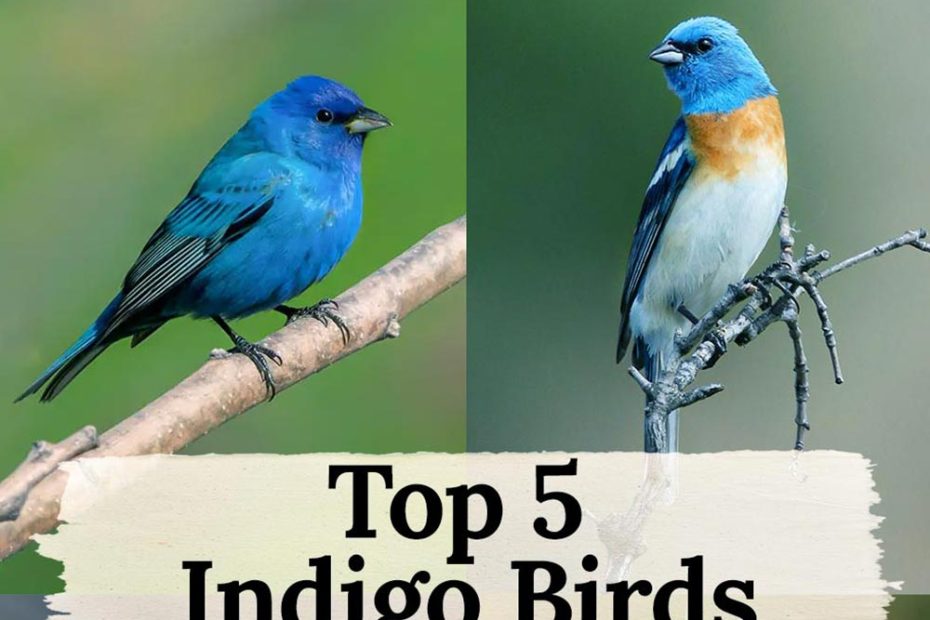 birds of indigo