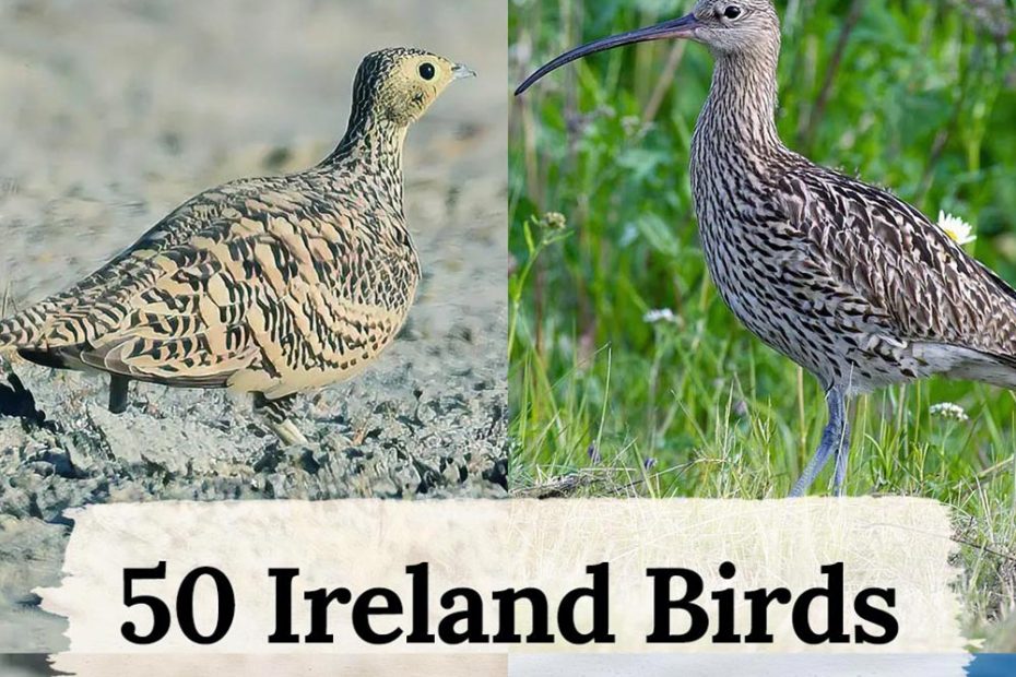 Ireland Birds