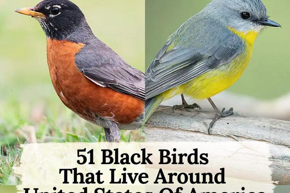 51 Black Birds That Live Around United States Of America