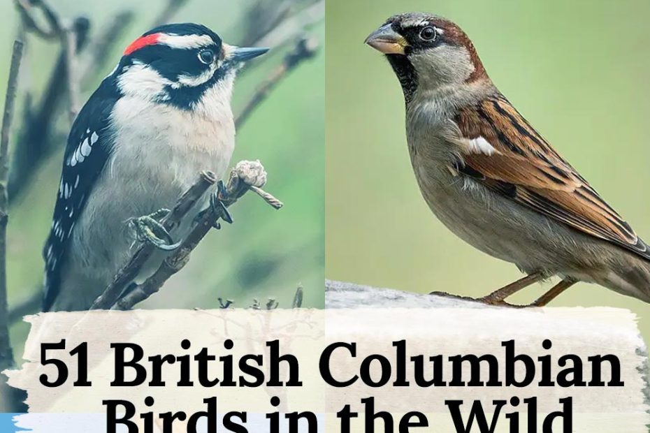 51 British Columbian Birds in the Wild