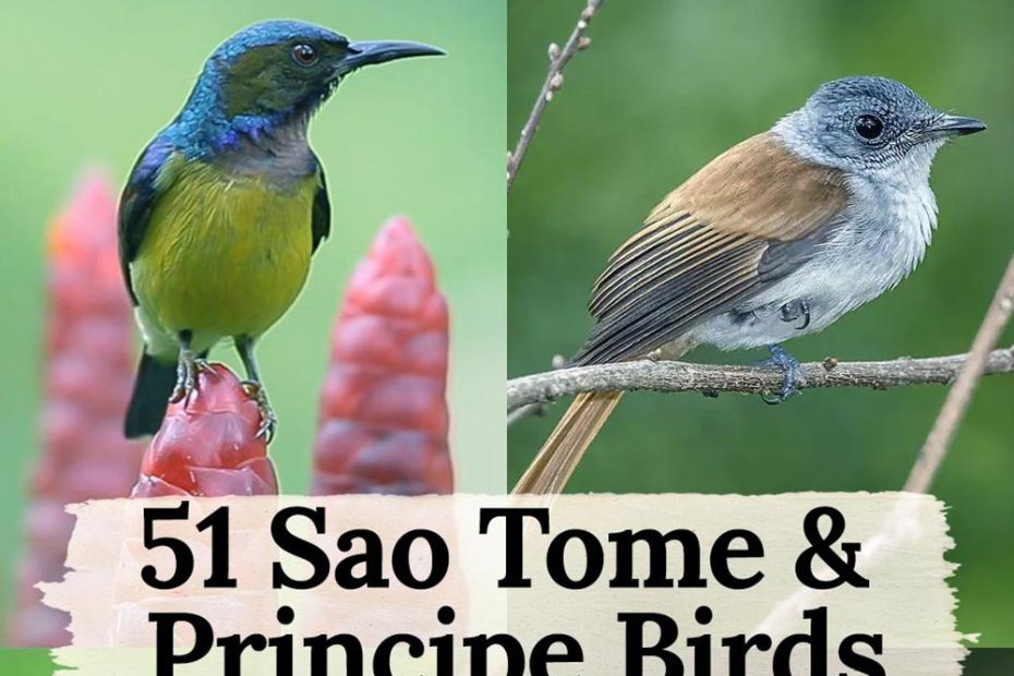 Sao Tome & Principe Birds