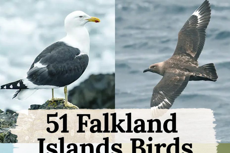 birds in Falkland Islands