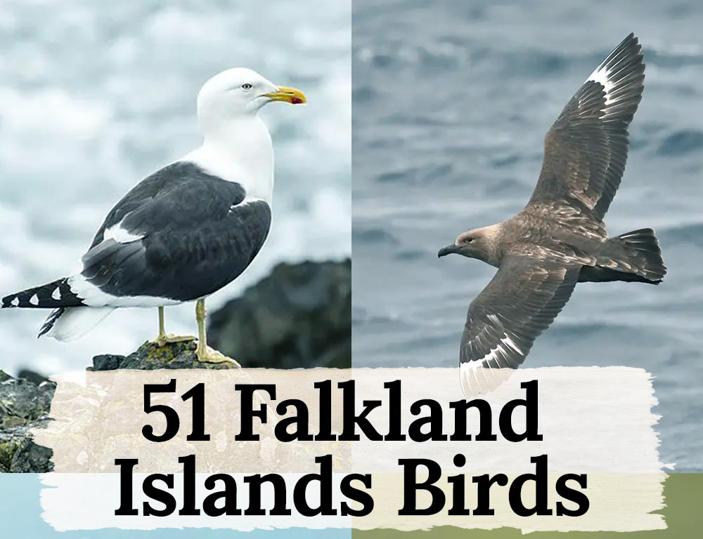 51 Falkland Islands Birds You Need To Know - The Worlds Rarest Birds
