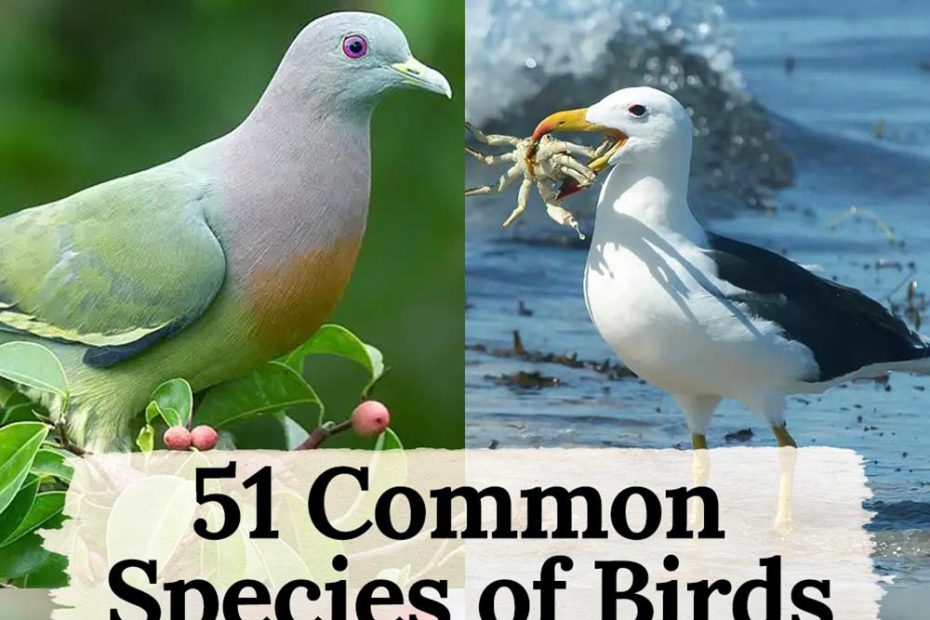 birds in species