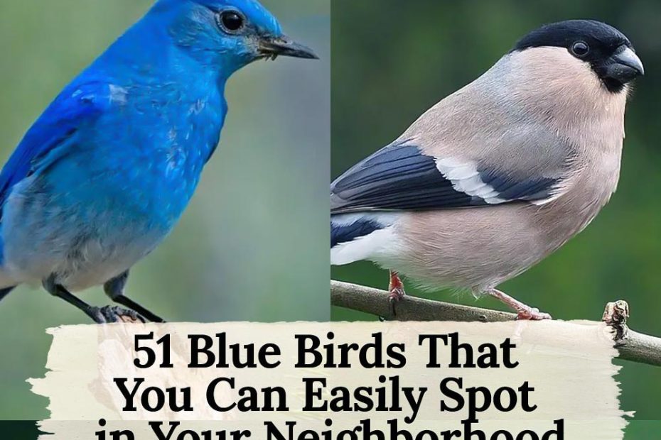 51 blue color birds