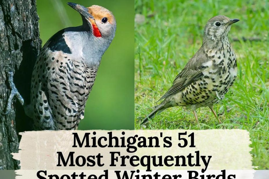 51 winter birds in michigan