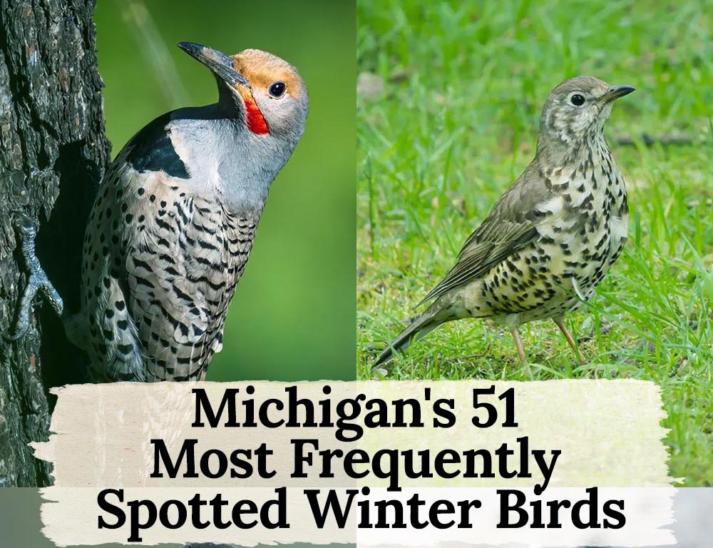 Michigan's 51 Most Frequently Spotted Winter Birds The Worlds Rarest