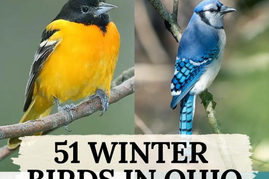 51 winter birds in ohio