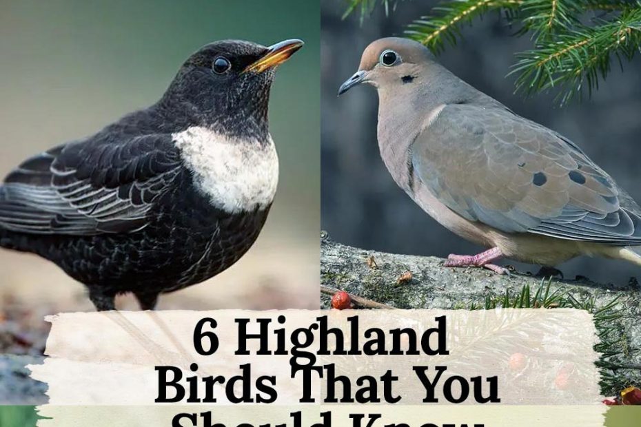 Birds Of Highland