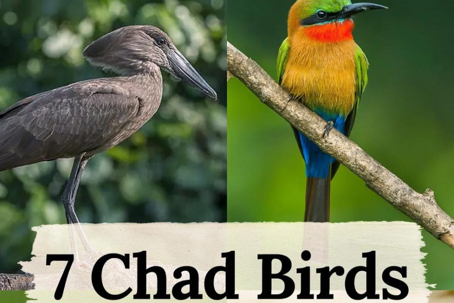 Chad birds list