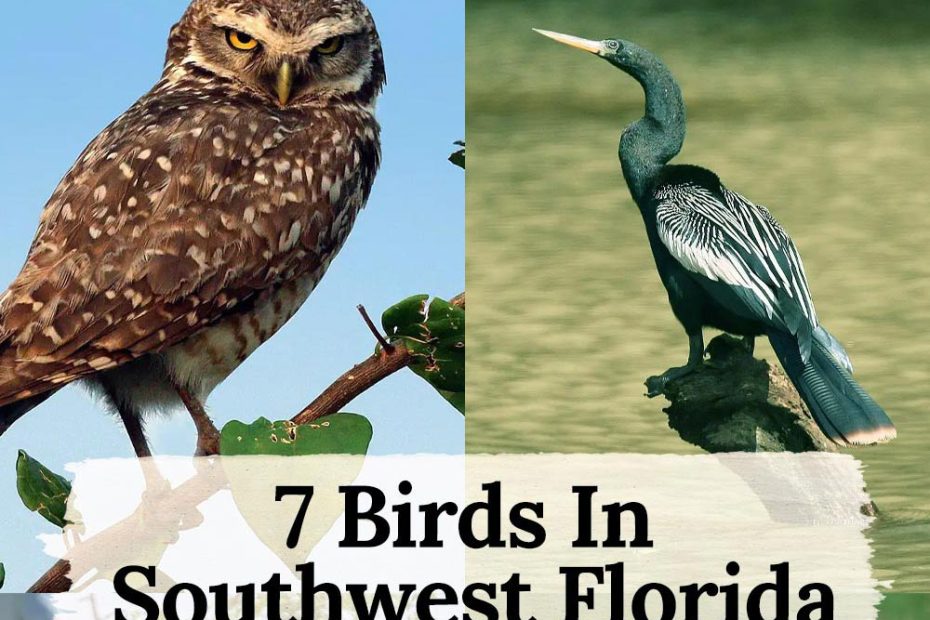 7 birds in southwest florida