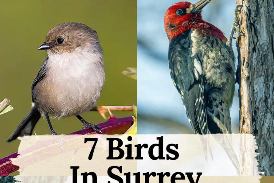 birds in surrey