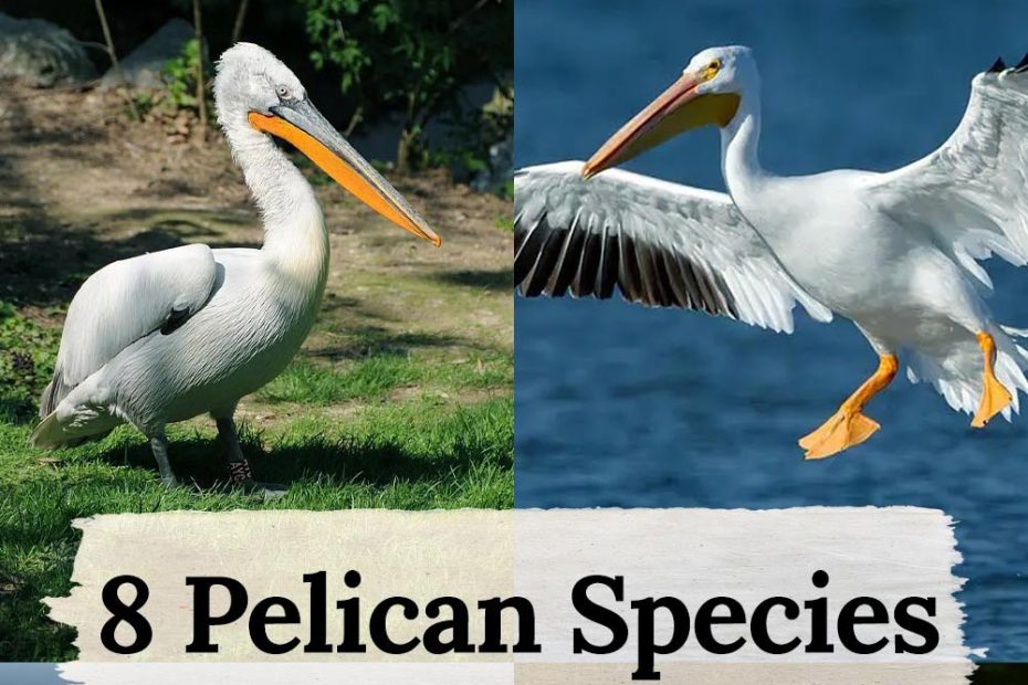 Pelican Species